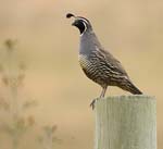 California Quail