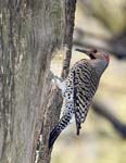 Flicker