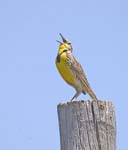Meadowlark