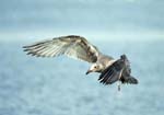 Gull Stop