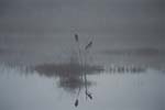 Grackles in the Mist
