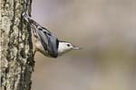 Nuthatch