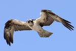 Osprey 1
