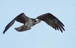 Osprey 2