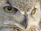 Colorado Great Horned Owl Captive