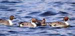 Pintails
