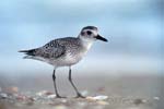 Black-bellied Plover
