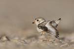 Plover Stretch