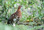 Ptarmigan