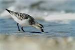 Sanderling