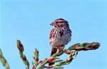 Song Sparrow
