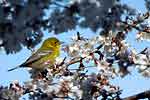 Pine Warbler