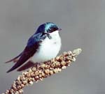 Tree Swallow