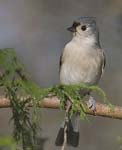 Tufted Titmouse