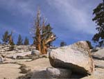 Bristle Cone Pine
