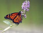 Monarch 1