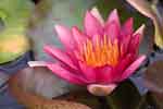 Water Lily