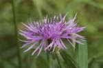 Purple Flower