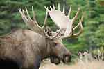 Anchorage Moose