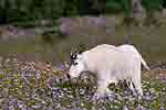 Mountain Goat