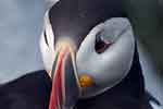 Puffin 1