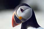 Puffin 2