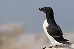 Razorbill