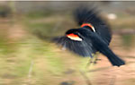 Redwing
