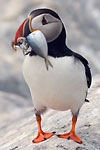 Puffin with Fish