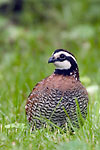 Bobwhite
