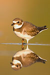 Semi-palmated Plover
