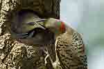 Feeding Baby Flickers