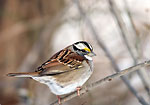 White-throated Sparrow