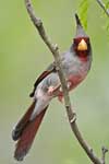Pyrrhuloxia