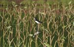 Stilt in Taro