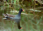Common Moorhen