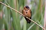 Barn Swallow
