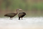Glossy Ibises